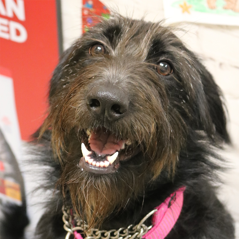 Freya has been a donor since 2022 .She is very shy, but loves people, her housemate and rooster pal.