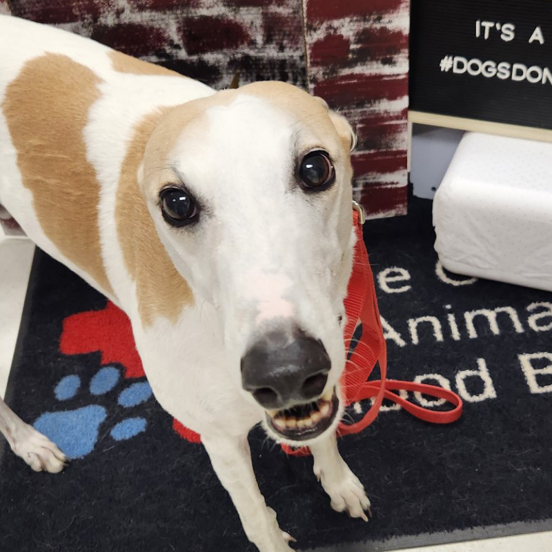 Bowser has been a donor since 2021. He likes long walks on the beach and belly rubs.