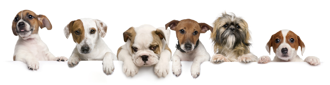 faq-puppies-top